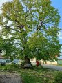 Dobronicím u Bechyně vévodí mohutný kaštan