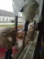 Jaro v Dobronicích